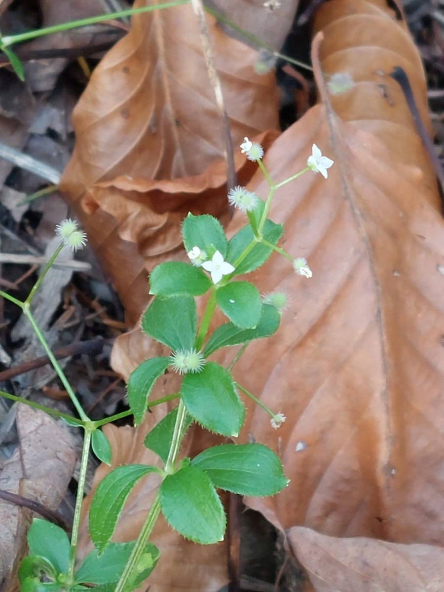 20221030_Galium rotundifolium.jpg