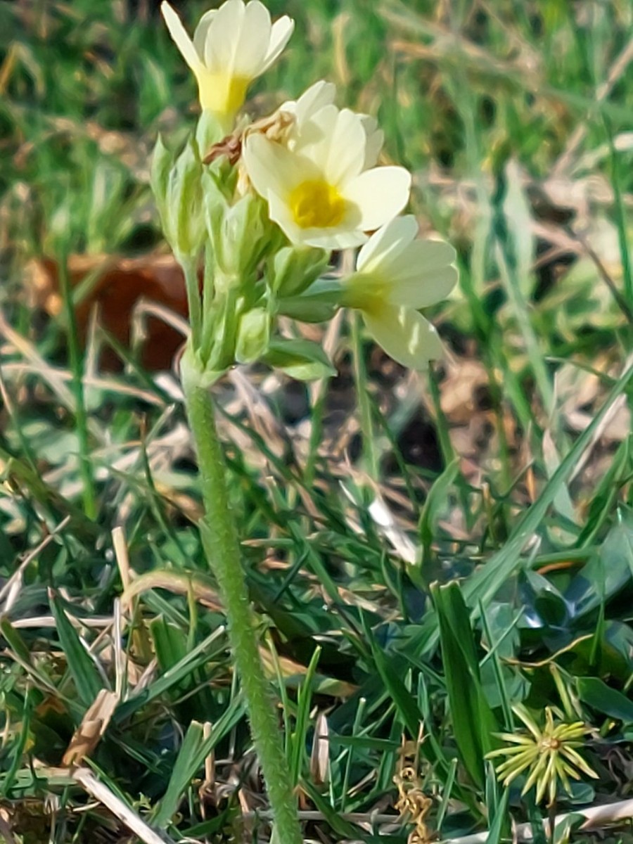 20221030_Primula elatior.jpg