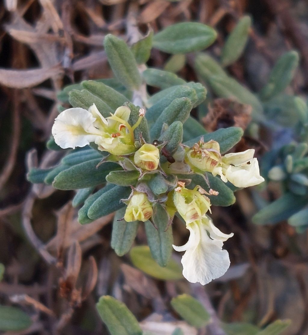 20221030_Teucrium montanum.jpg