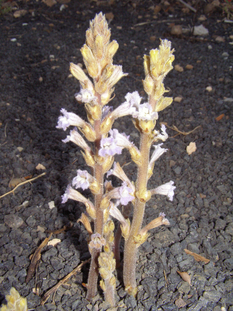 Orobanche sp. Lanzarote.JPG