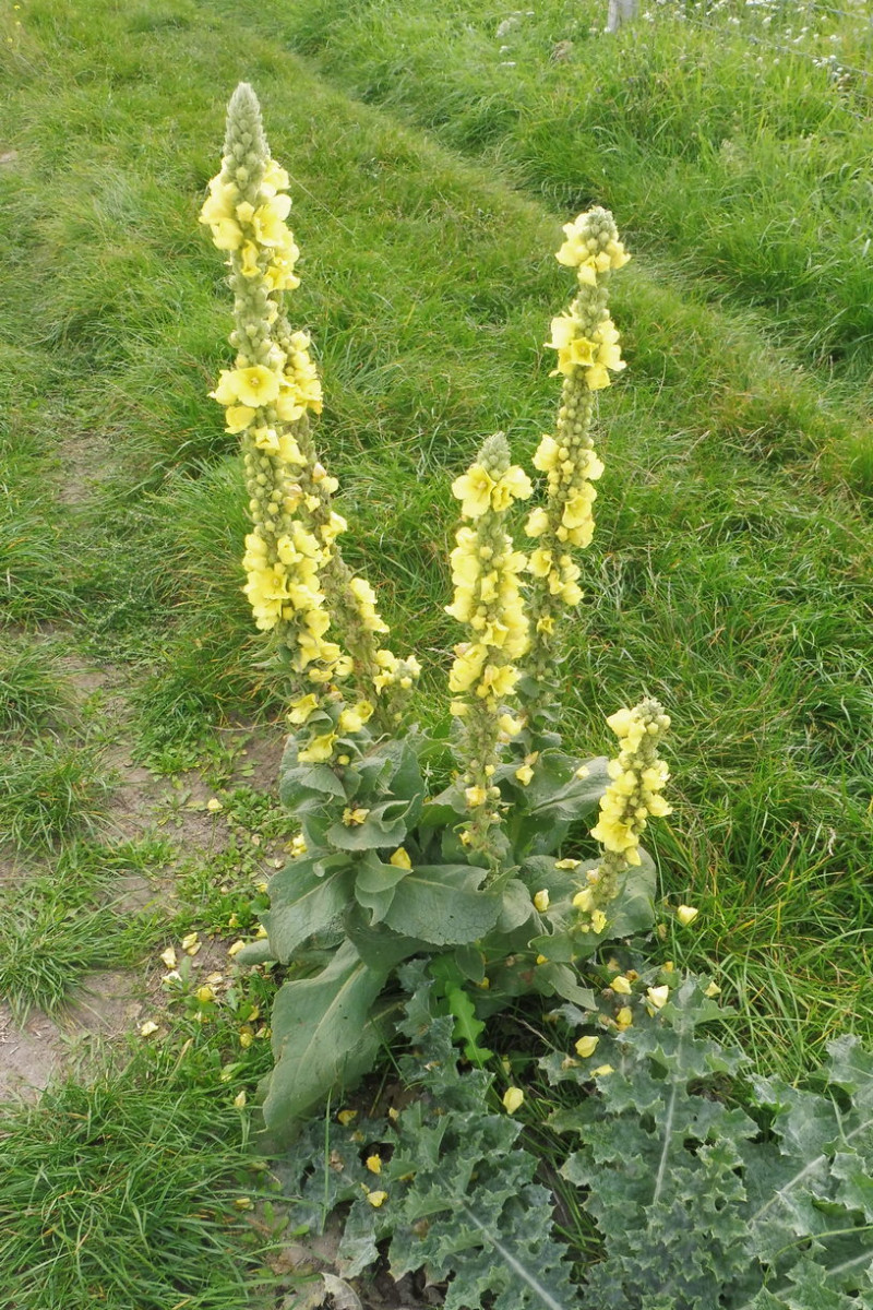 Verbascum 1.JPG