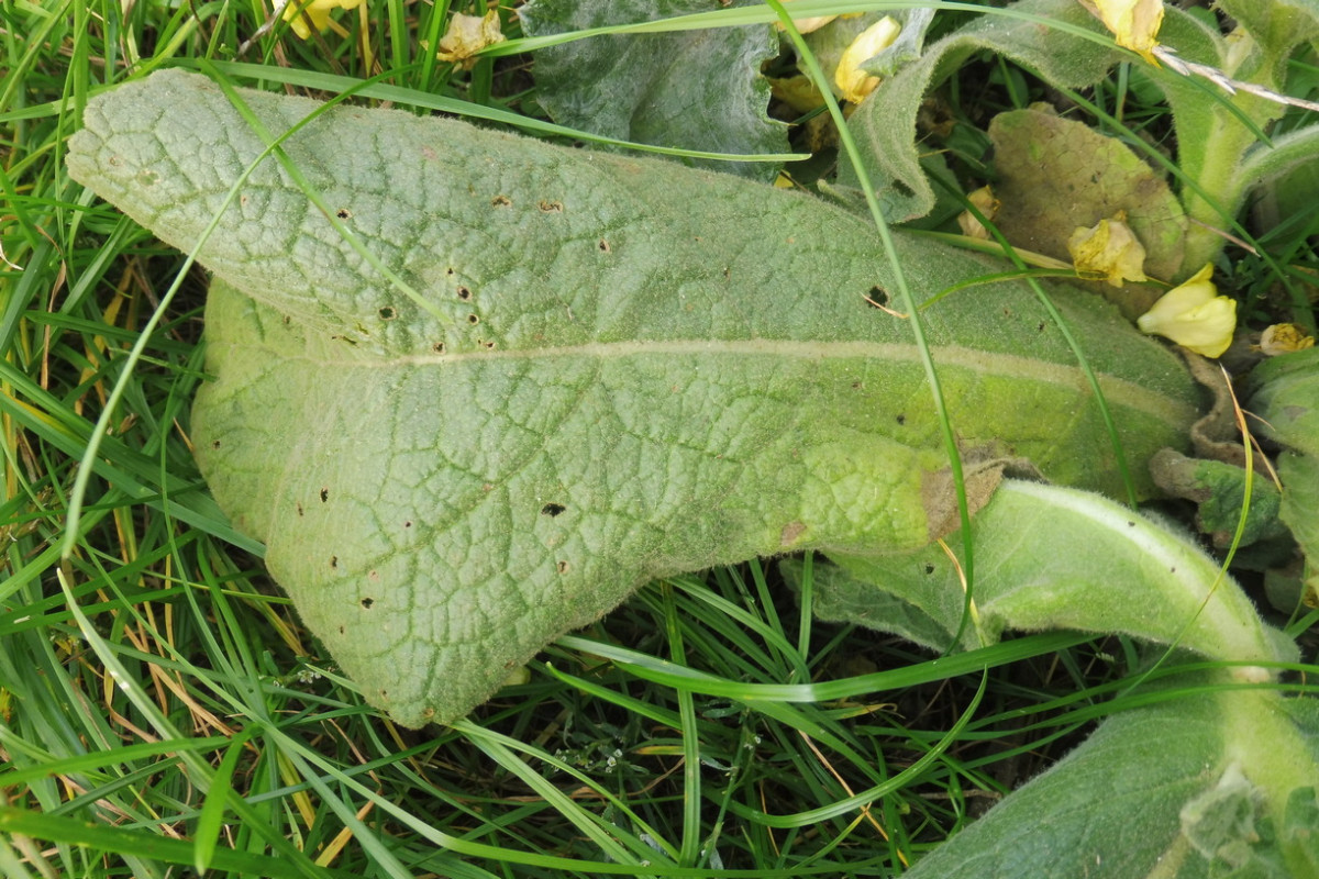 Verbascum 2.JPG