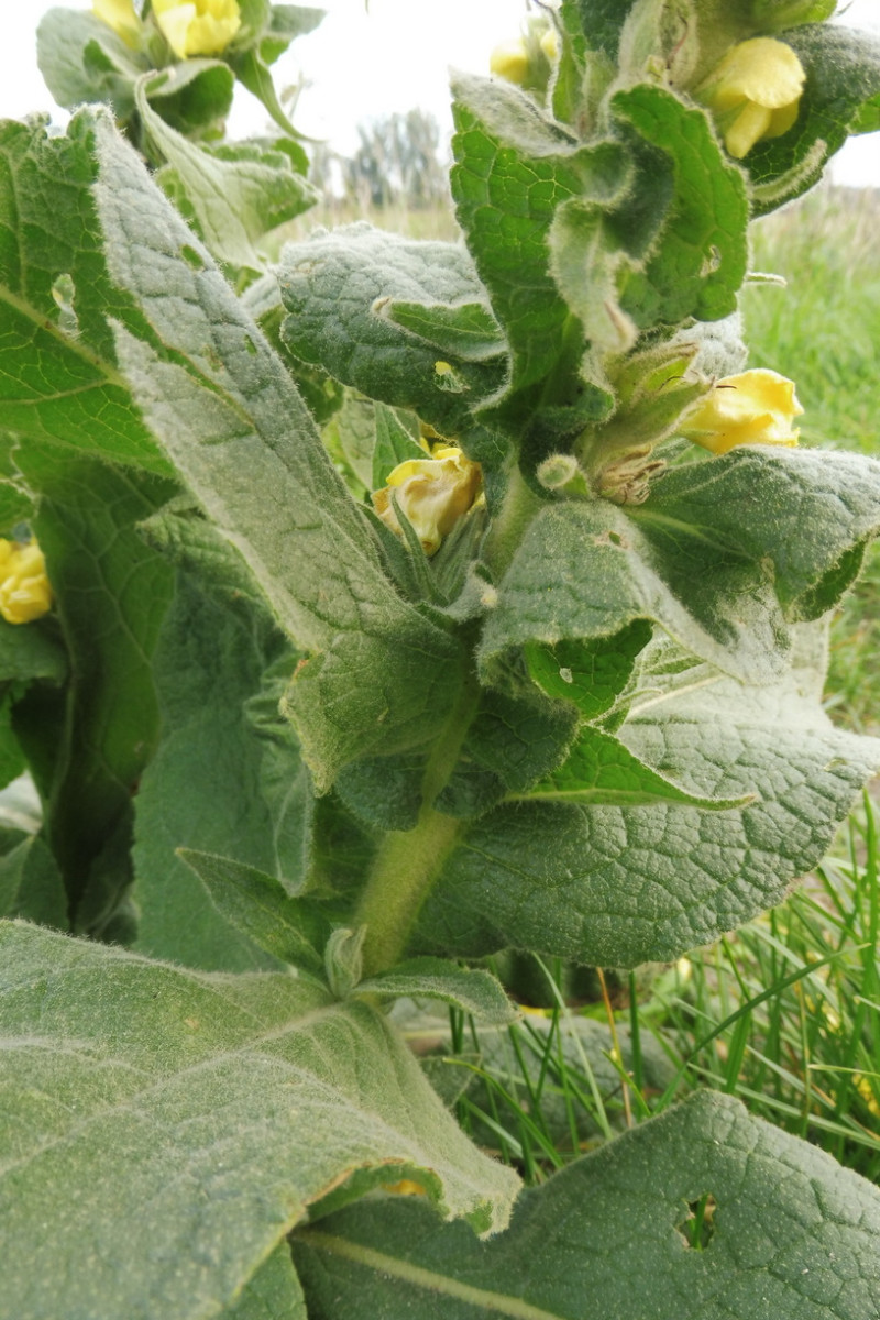 Verbascum 3.JPG