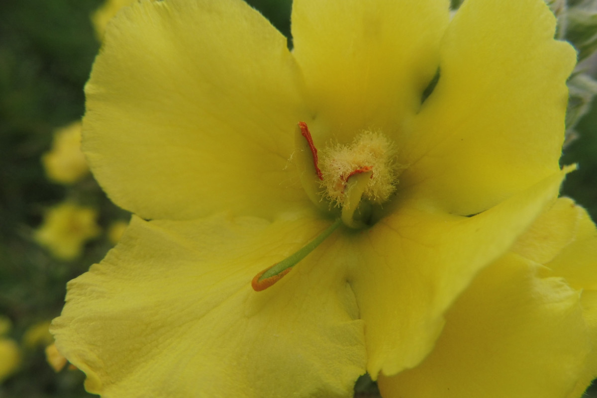 Verbascum 4.JPG