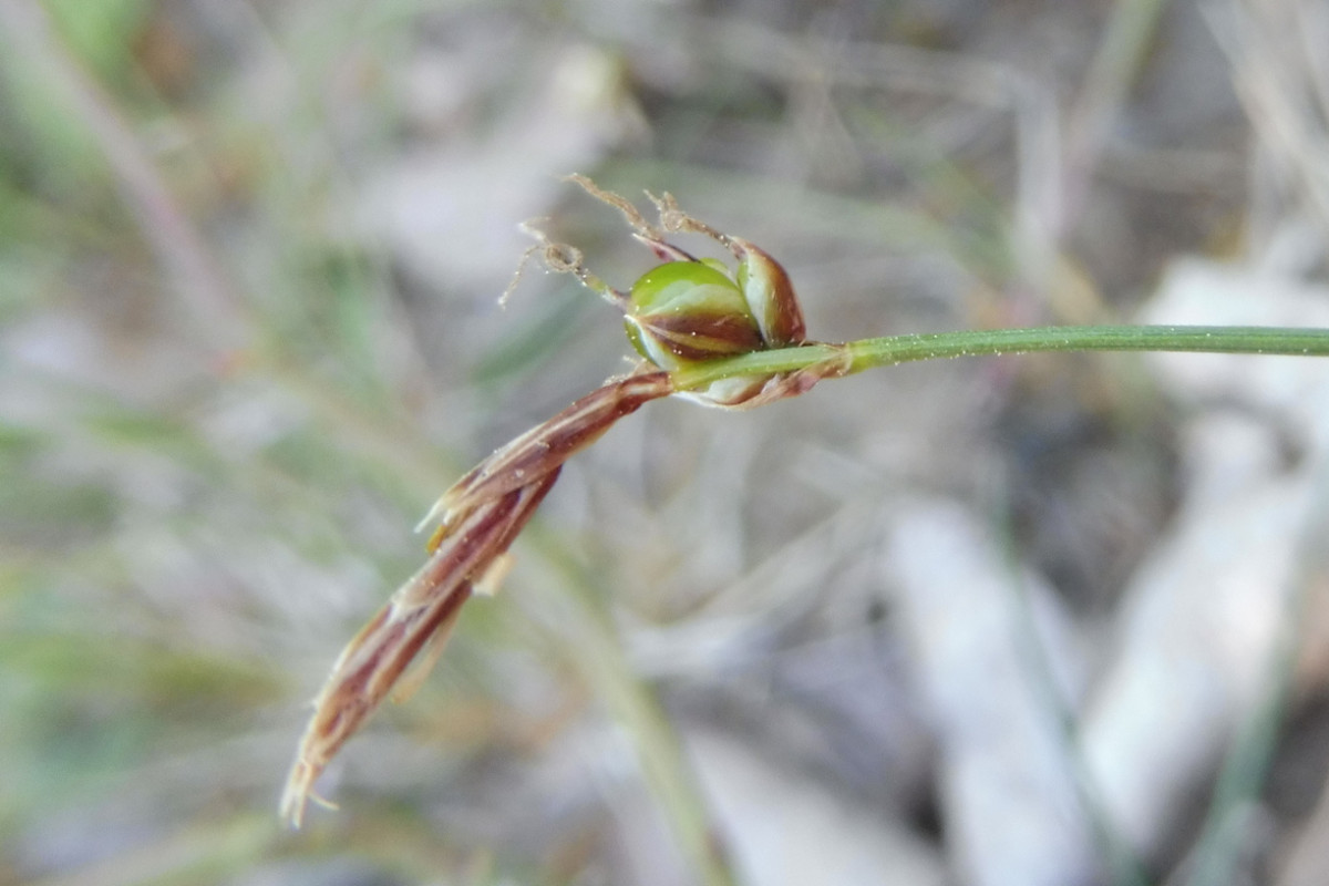 Carex 1 b.JPG