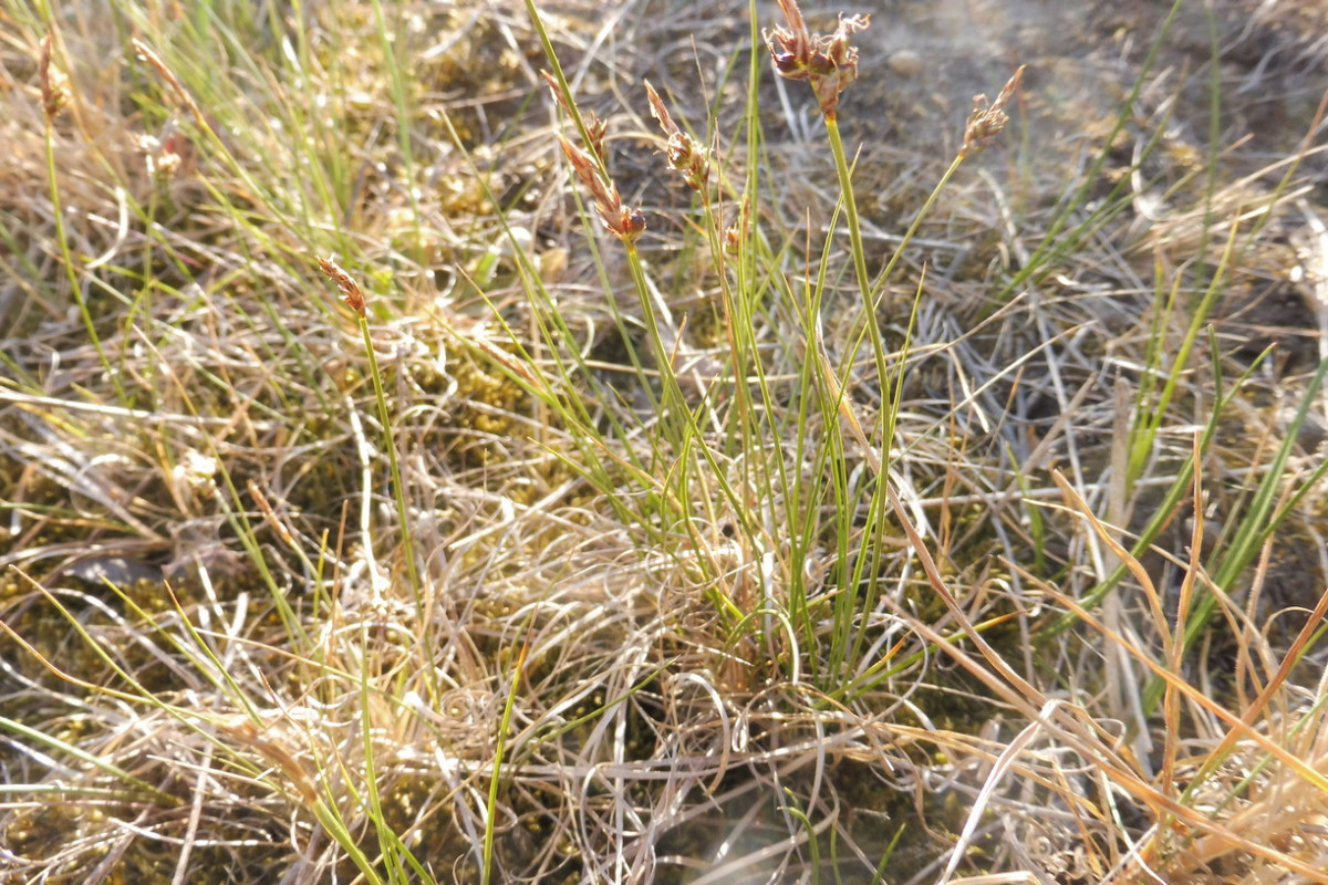 Carex 2 a.JPG