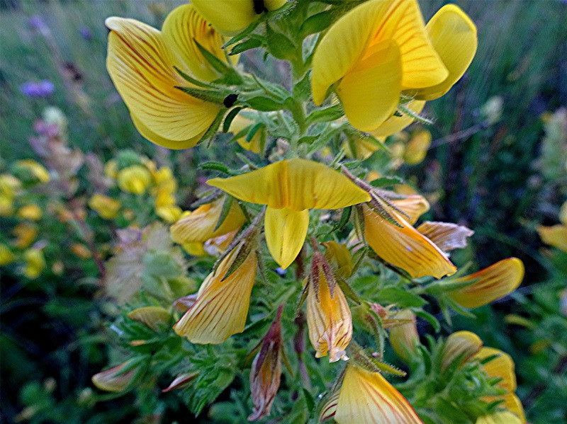 DSC04415 Ausschnitt, Helligkeit, Schärfe, klein.jpg