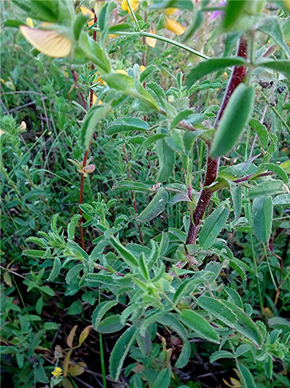 DSC04416 Ausschnitt, Helligkeit, Schärfe, klein.jpg