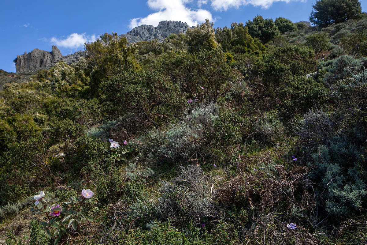Auf dem Weg nach Dorgali kamen wir die schöne Straße zwischen Sinsicola und Lula entlang, mit wunderbaren Biotopen in der beeindruckenden Berglandschaft.<br />Unter anderem kommt hier die hübsche Paeonia corsica vor.