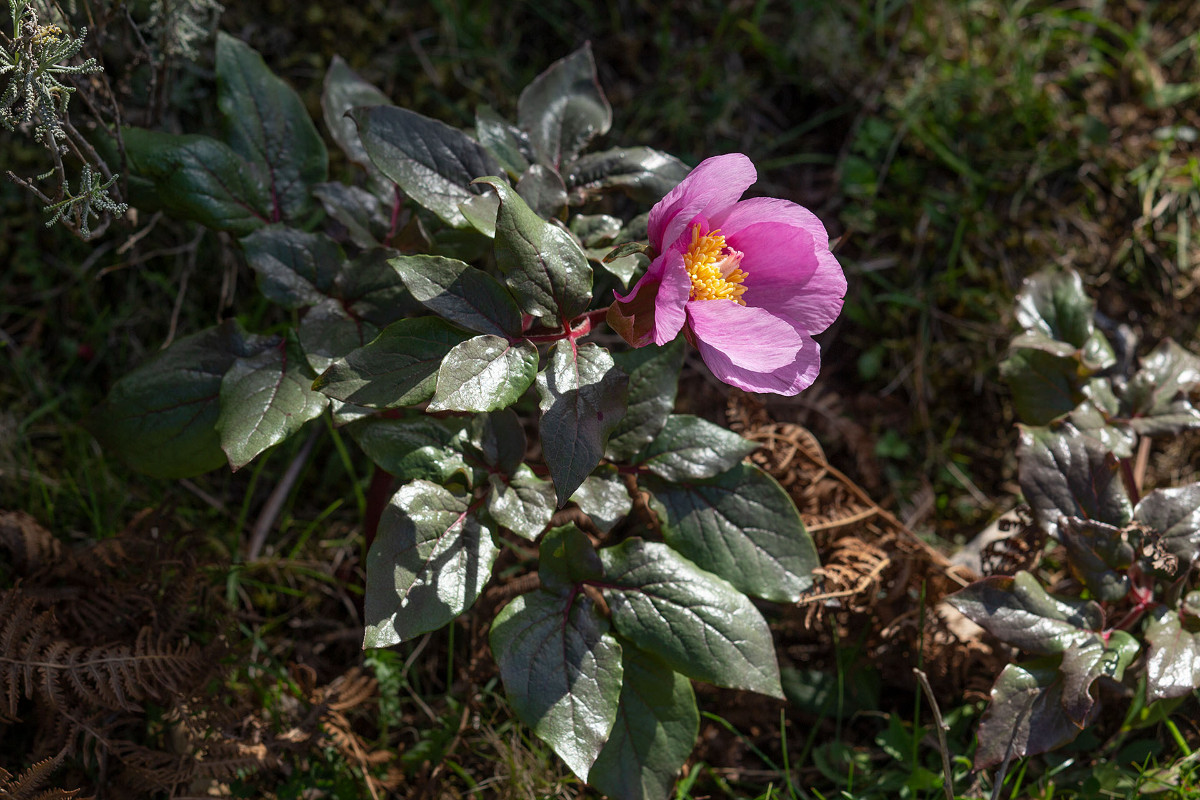 Paeonia corsica__1507.jpg