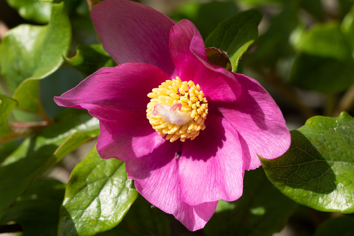 Paeonia corsica__1504.jpg