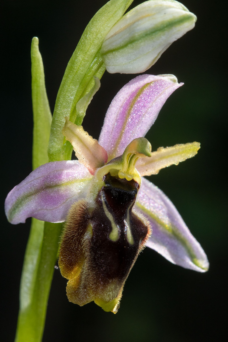 Ophrys panattenis ist nur aus der Gegend um Dorgali bekannt und besitzt somit nur ein extrem kleines Verbreitungsareal.