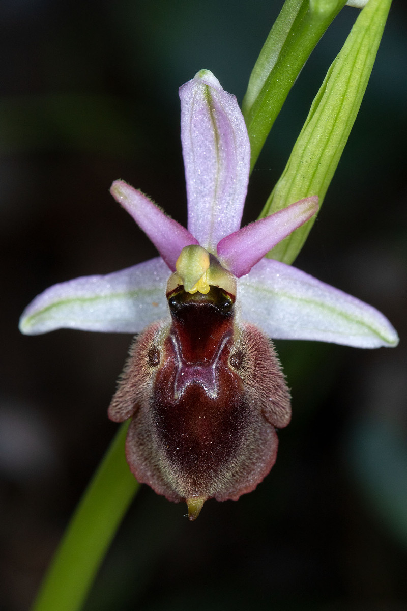 Ophrys panattensis_1861.jpg
