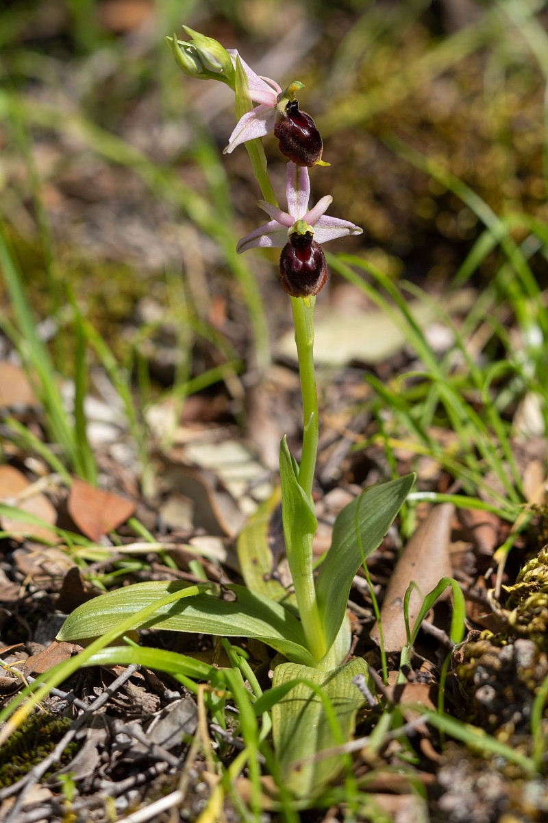 Ophrys panattensis_6316.jpg