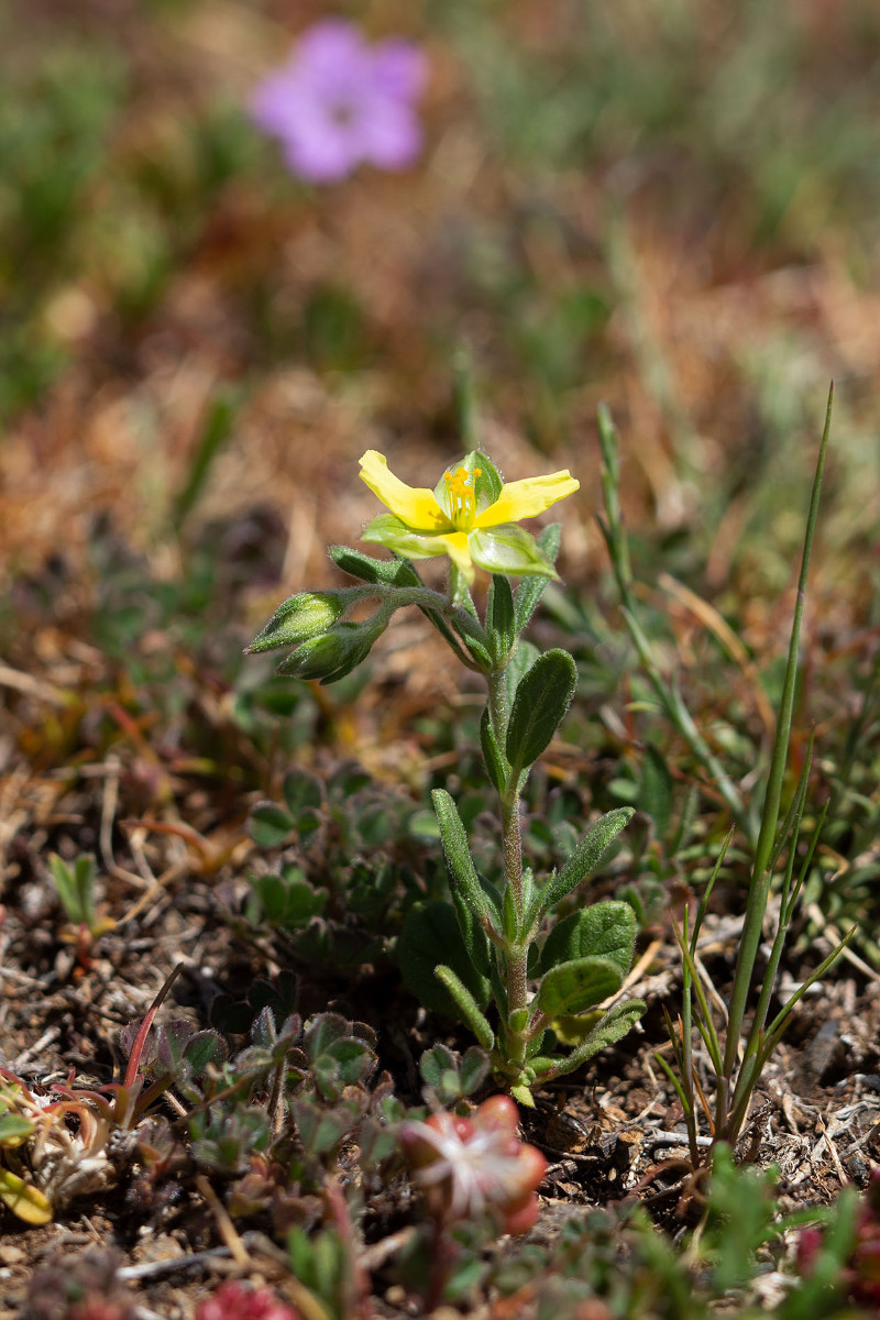 Als letztes noch ein Helianthemum mit einem etwas ungewöhnlichen Aussehen. Zunächst dachten wir, es wäre ein Sonnenröschen, was die Petala schon verloren hat, aber bei genauerem Hinsehen waren alle Pflanzen mit nur drei gelben Blütenblättern.<br />Es sollte sich hierbei um Helianthemum ledifolium handeln.