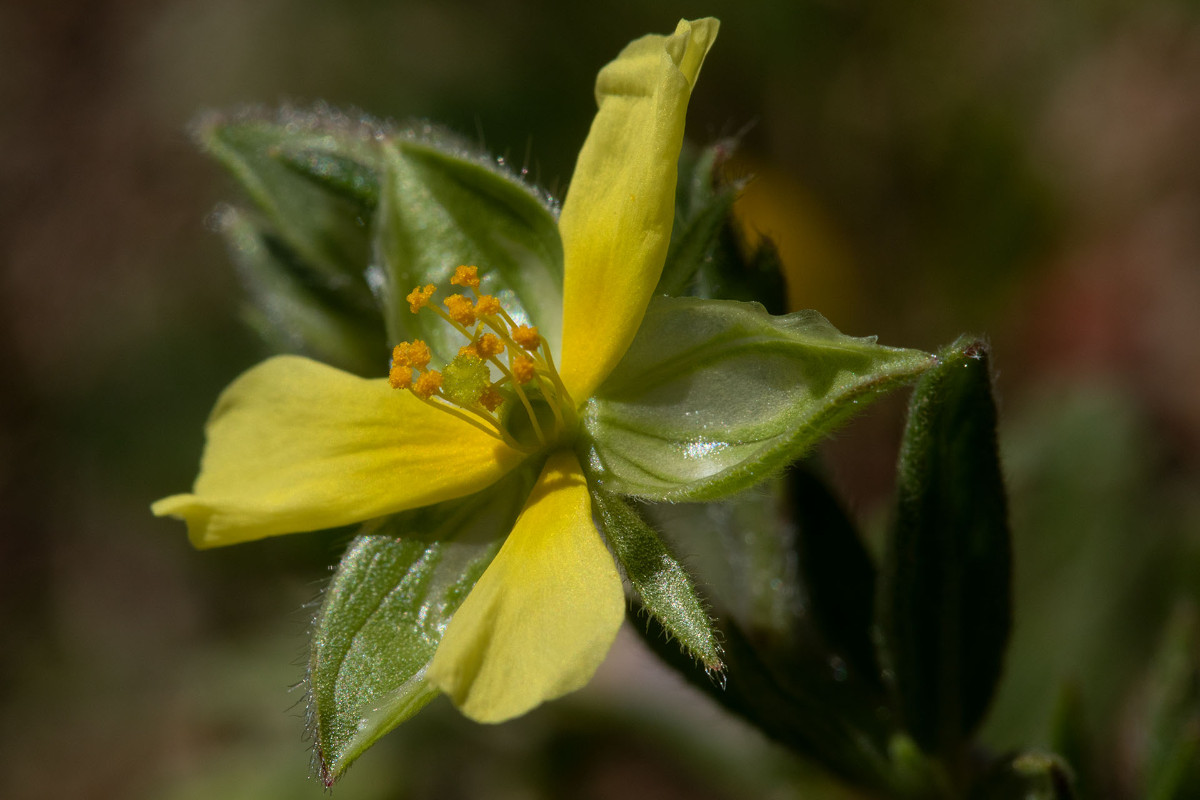 Helianthemum ledifolium_1762.jpg