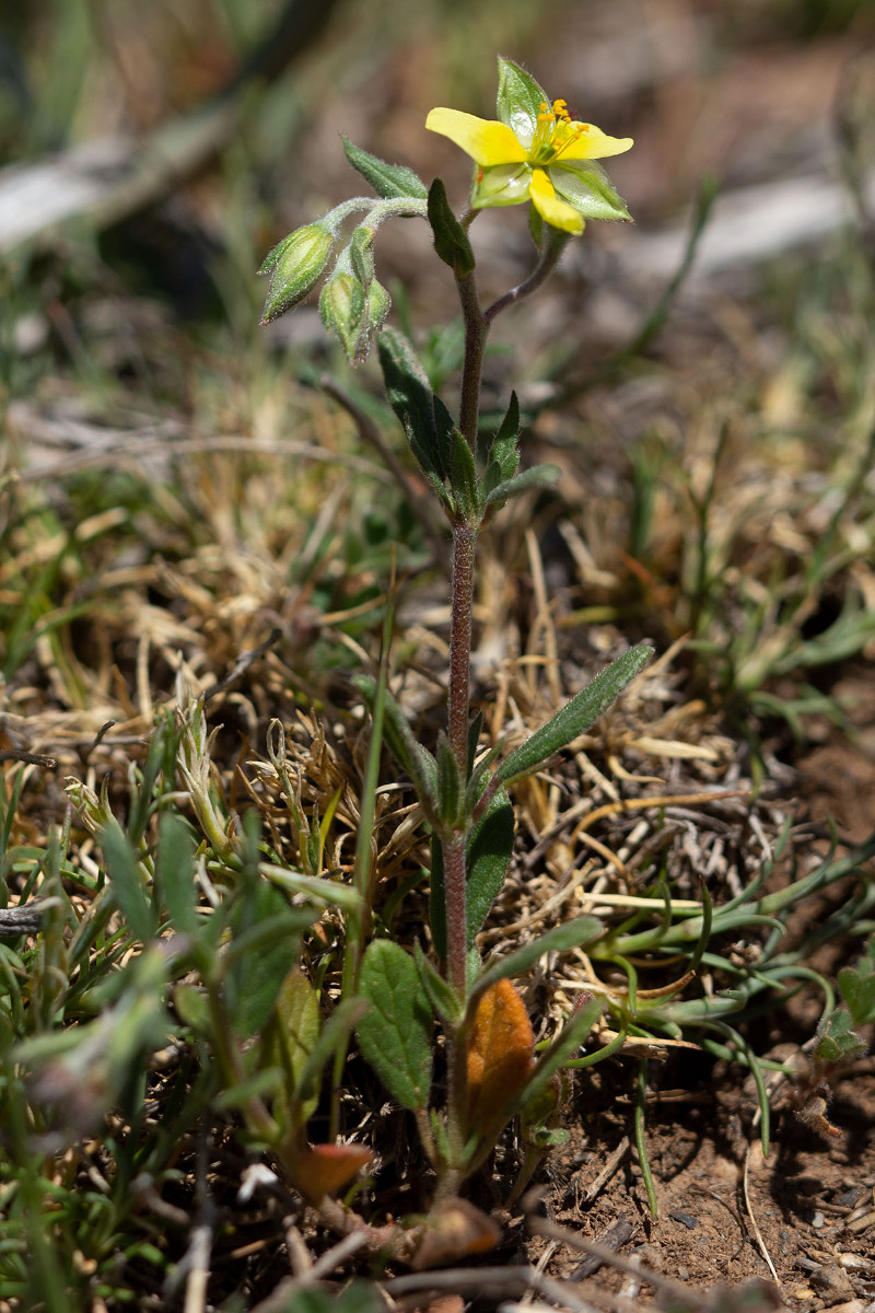 Helianthemum ledifolium_6232.jpg