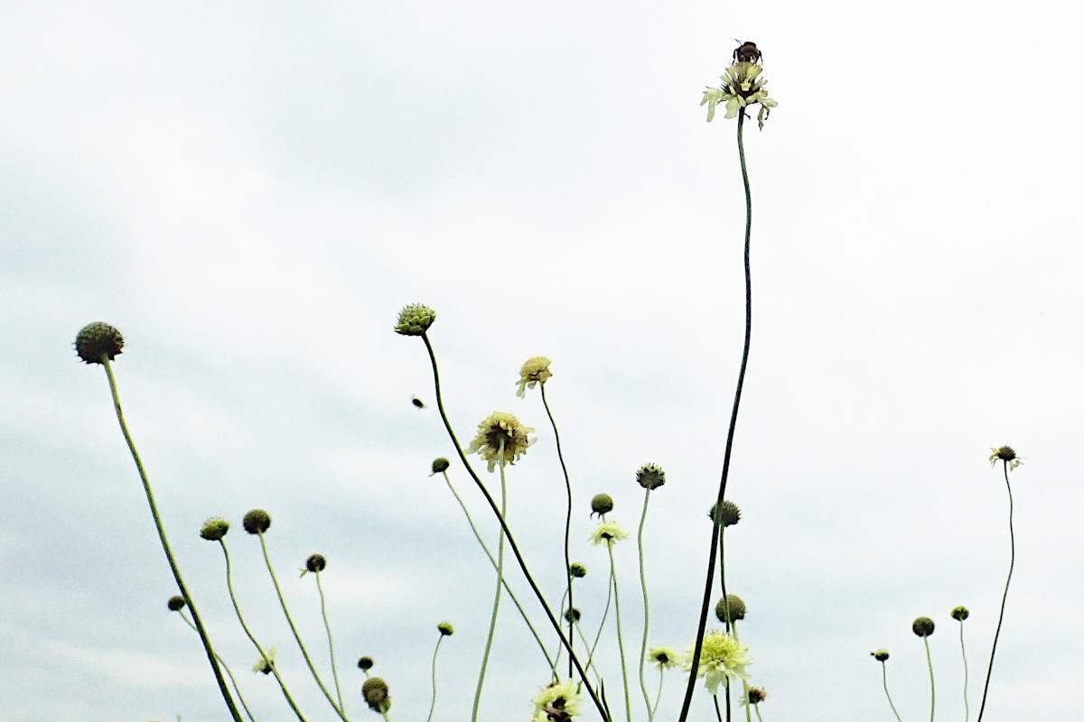 Cephalaria gigantea-a_07-2022.jpg