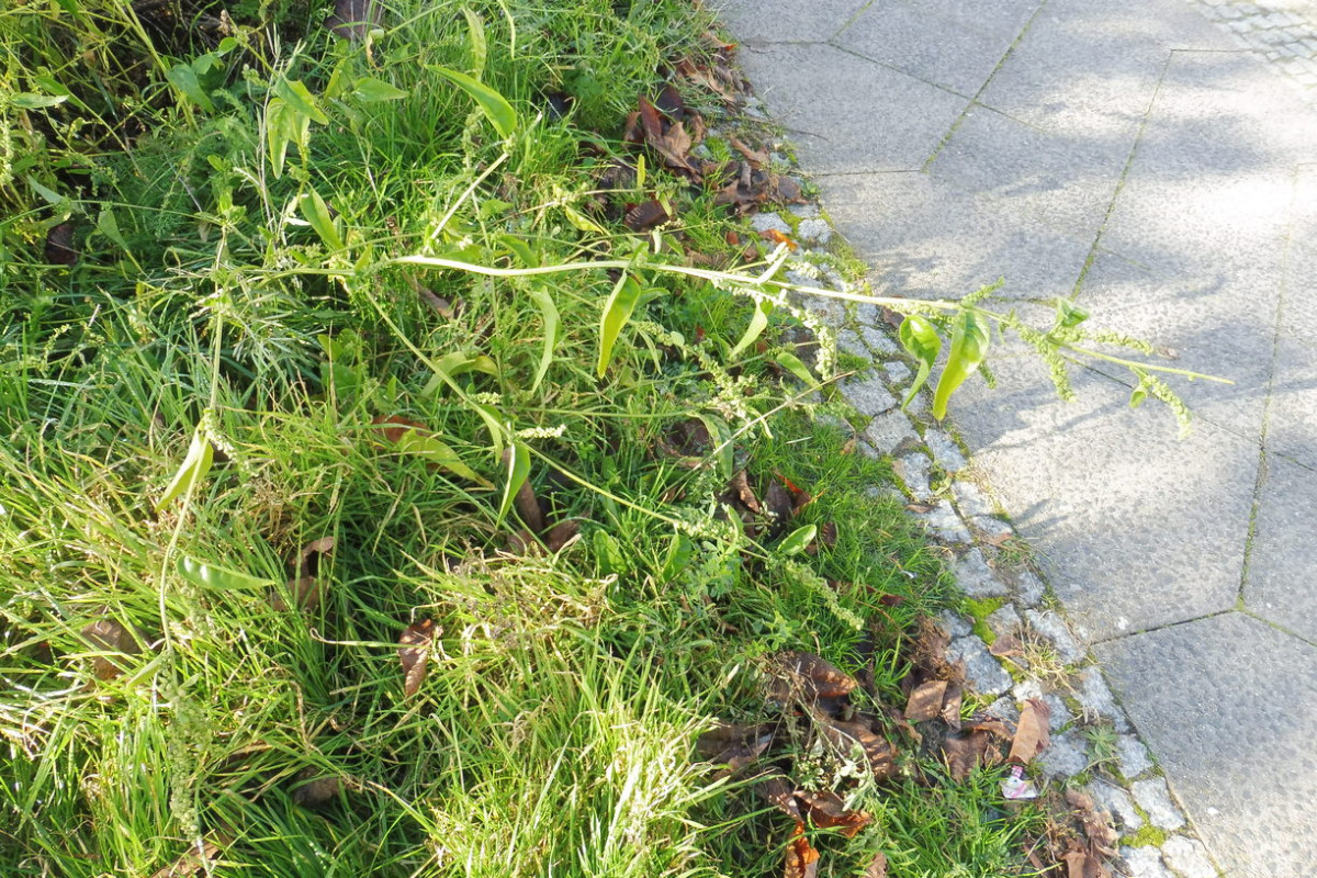 Atriplex 1.JPG