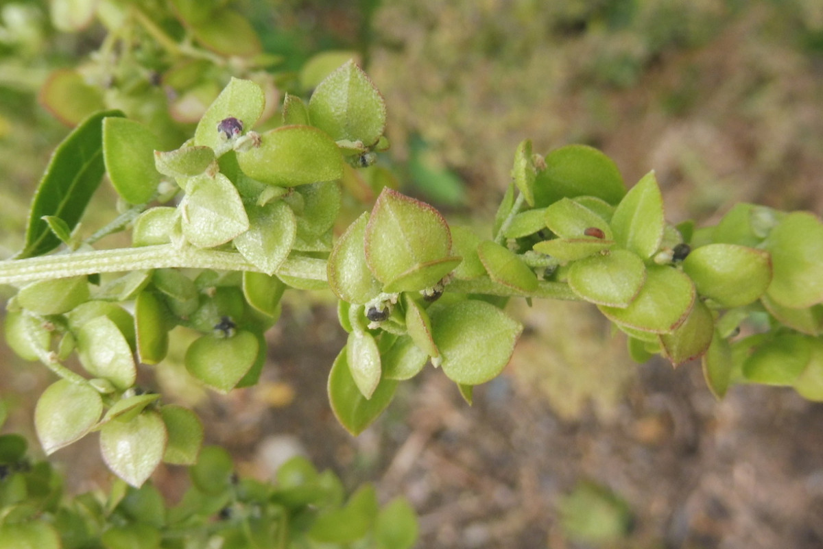 Atriplex sagittata.JPG