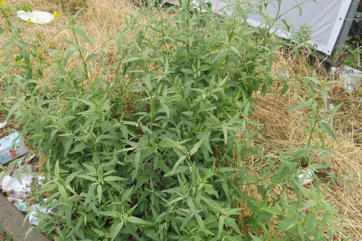 Atriplex cf. oblongifolia.JPG