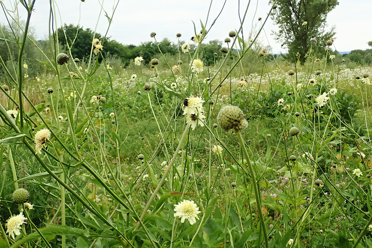 Cephalaria gigantea-b_07-2022.jpg