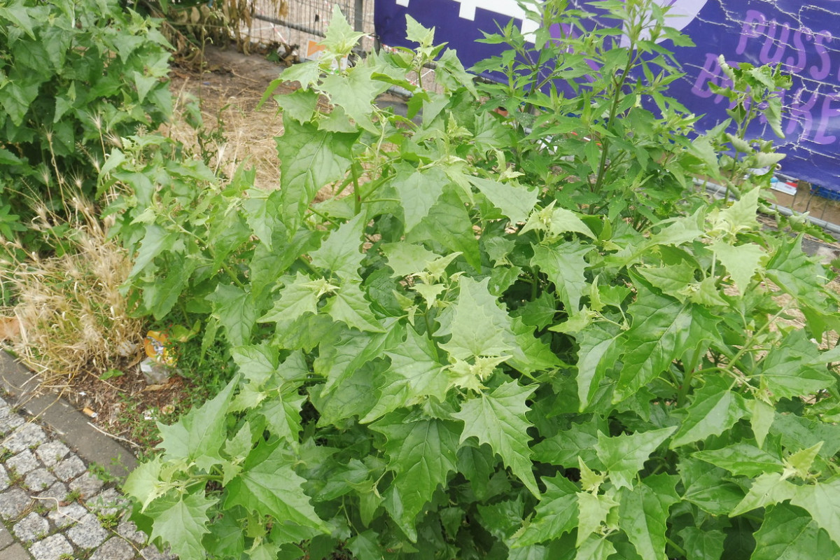 Atriplex cf. sagittata.JPG