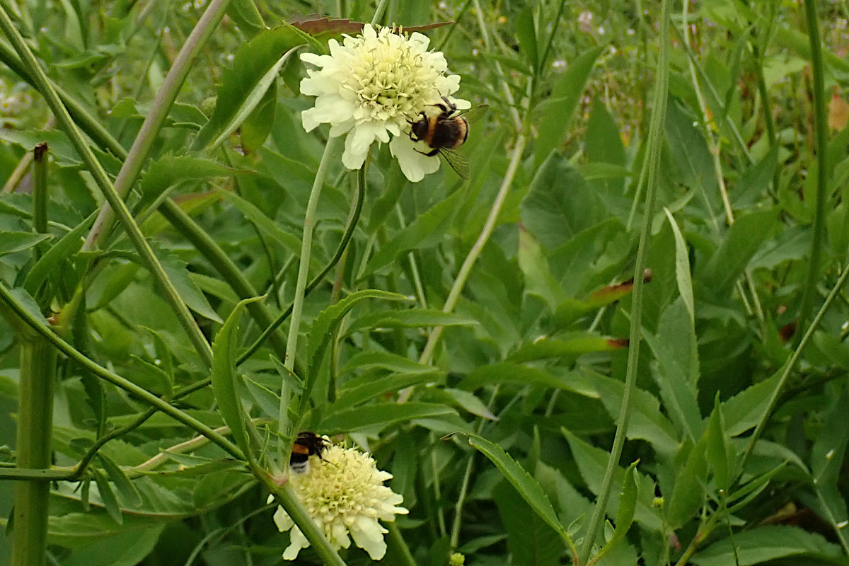 Cephalaria gigantea-c_07-2022.jpg