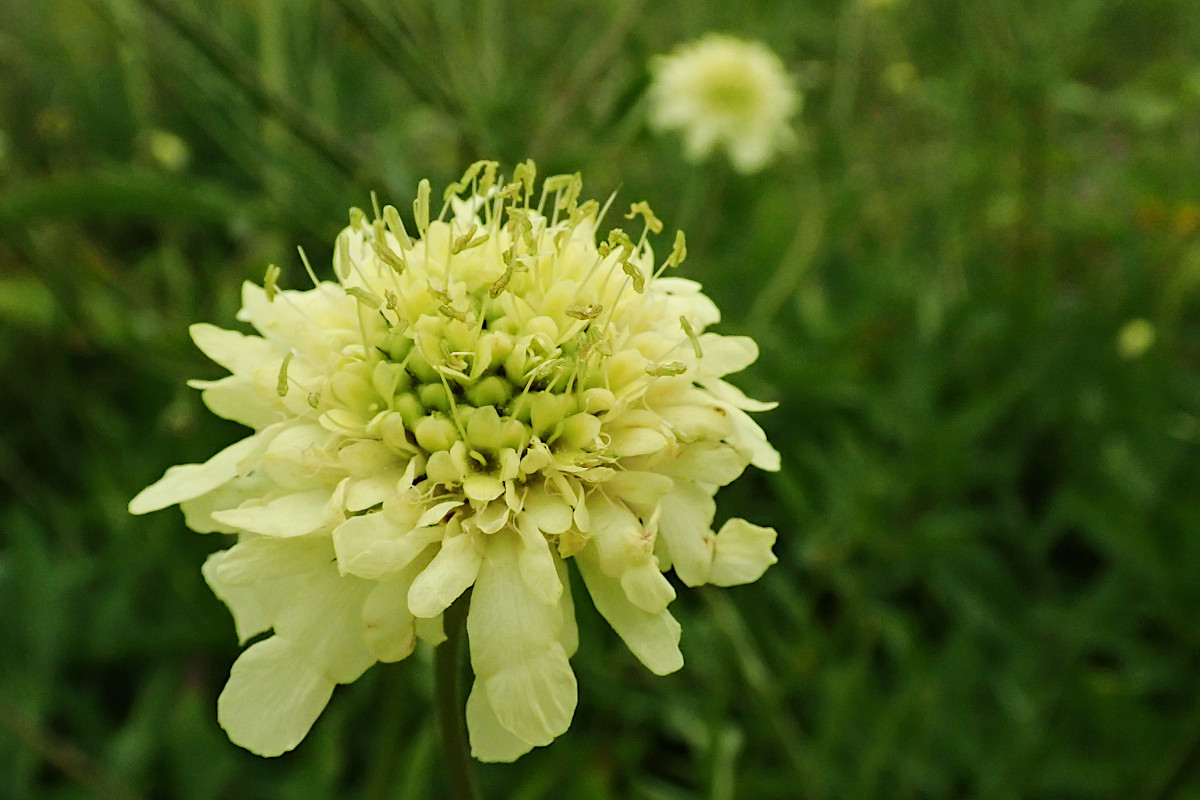 Cephalaria gigantea-d_07-2022.jpg