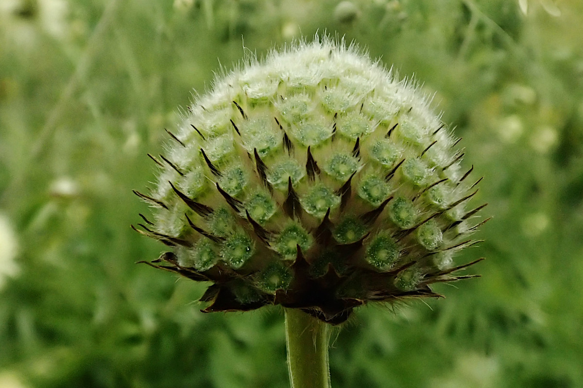 Cephalaria gigantea-e_07-2022.jpg