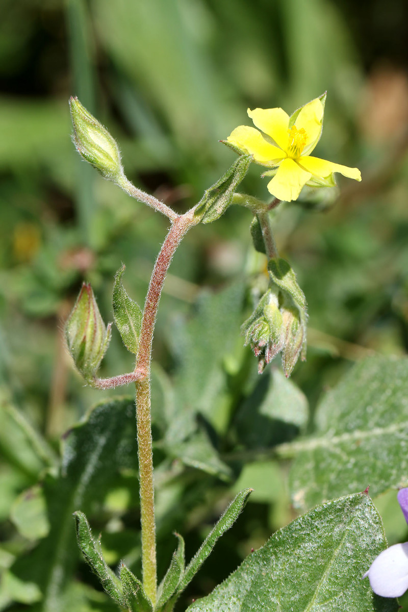 vom Peloponnes - wahrscheinlich auch eher H. salicifolium!