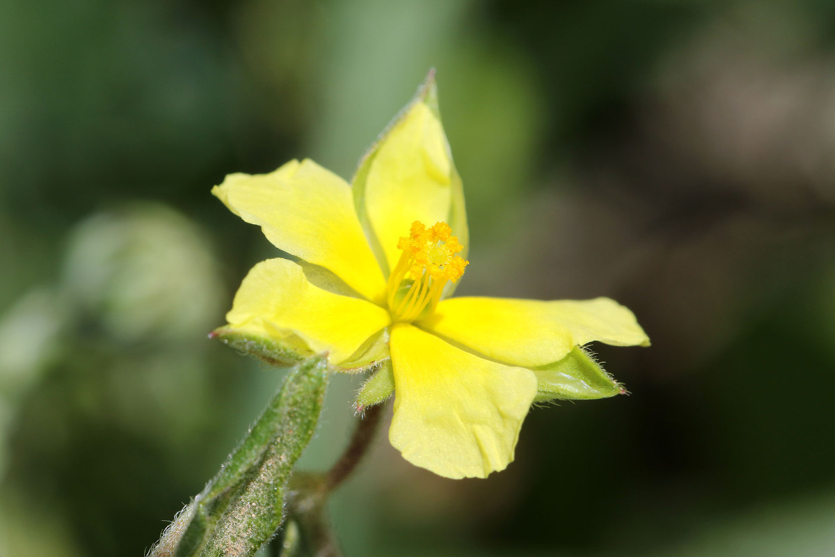 vom Peloponnes - wahrscheinlich auch eher H. salicifolium!