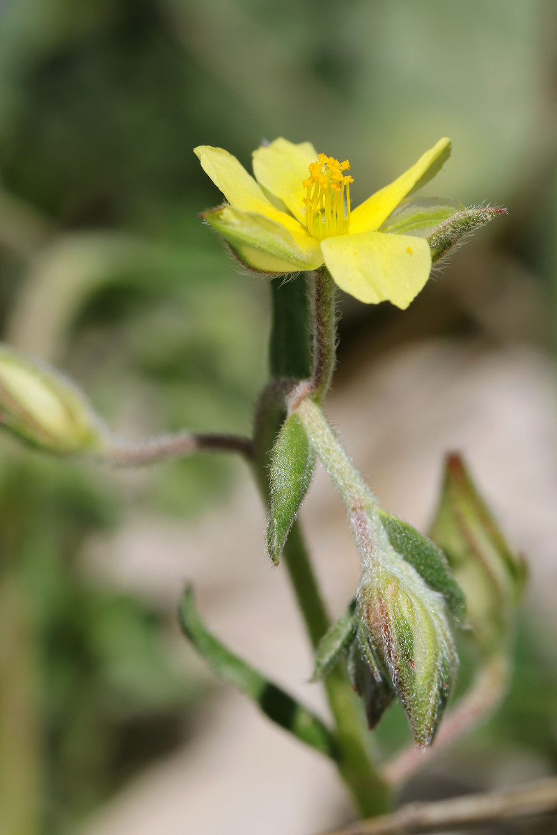 vom Peloponnes - wahrscheinlich auch eher H. salicifolium!