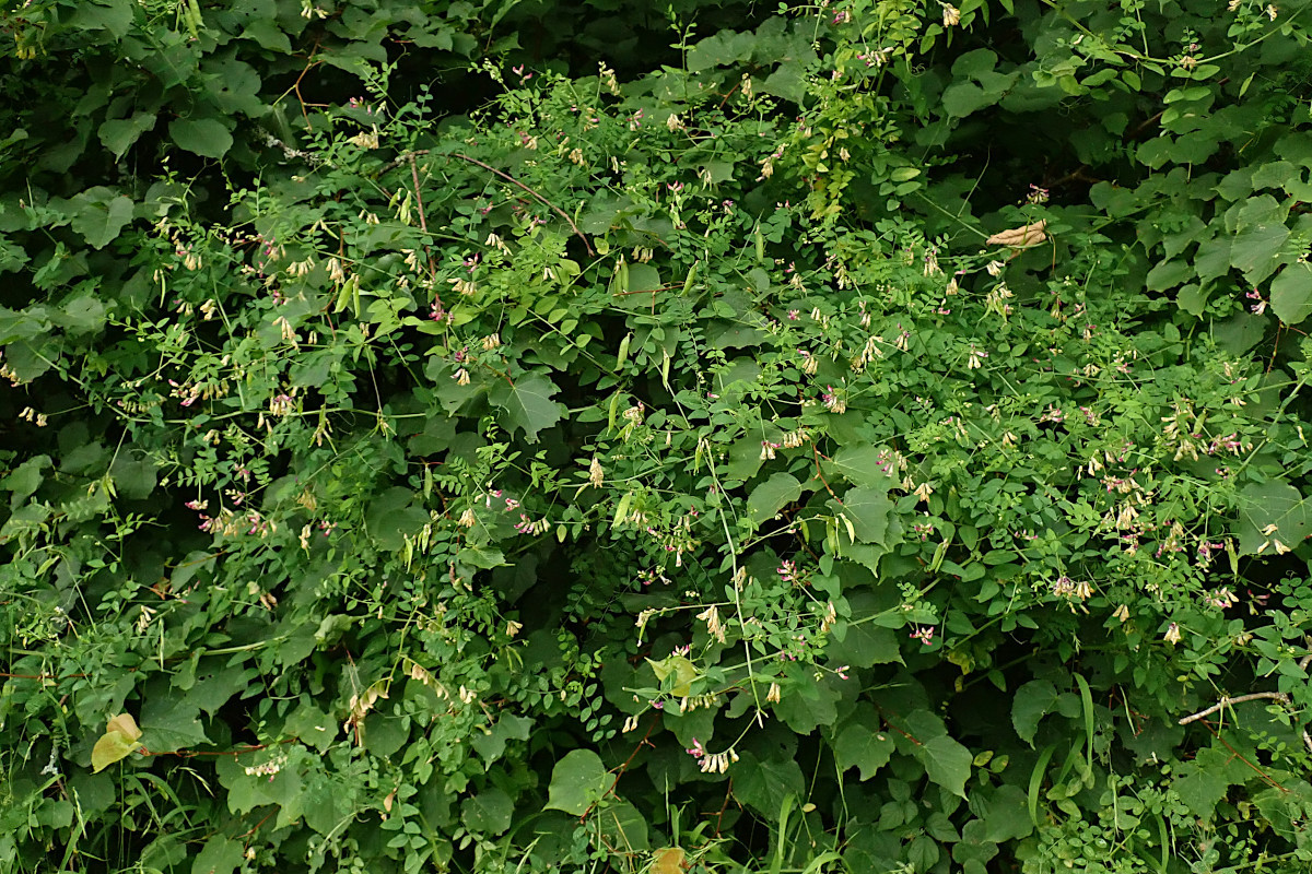 Vicia dumetorum-a_Hecken-Wicke_07-2022.jpg