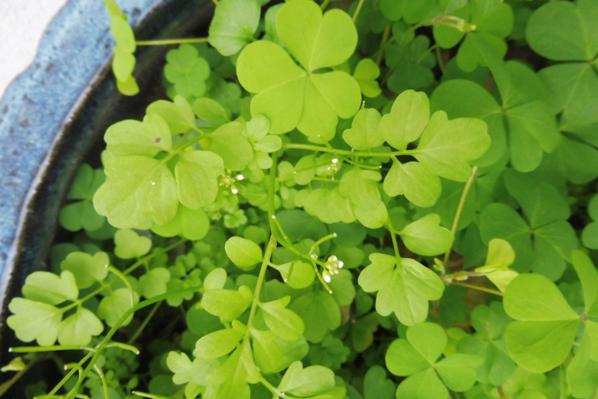 x Cardamine occulta J. Reisefeld-Schaumkraut.JPG