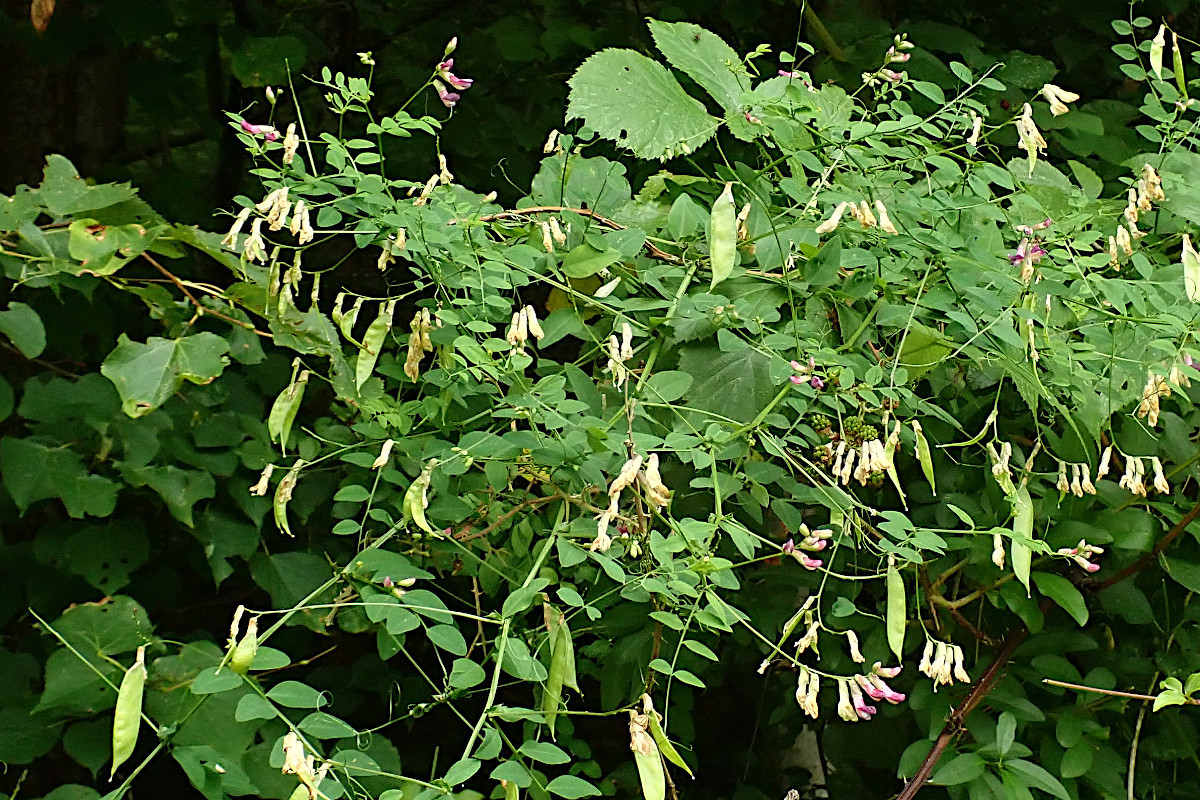 Vicia dumetorum-b_07-2022.jpg