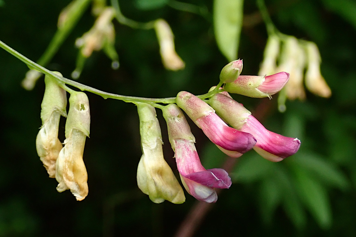 Vicia dumetorum-c_07-2022.jpg