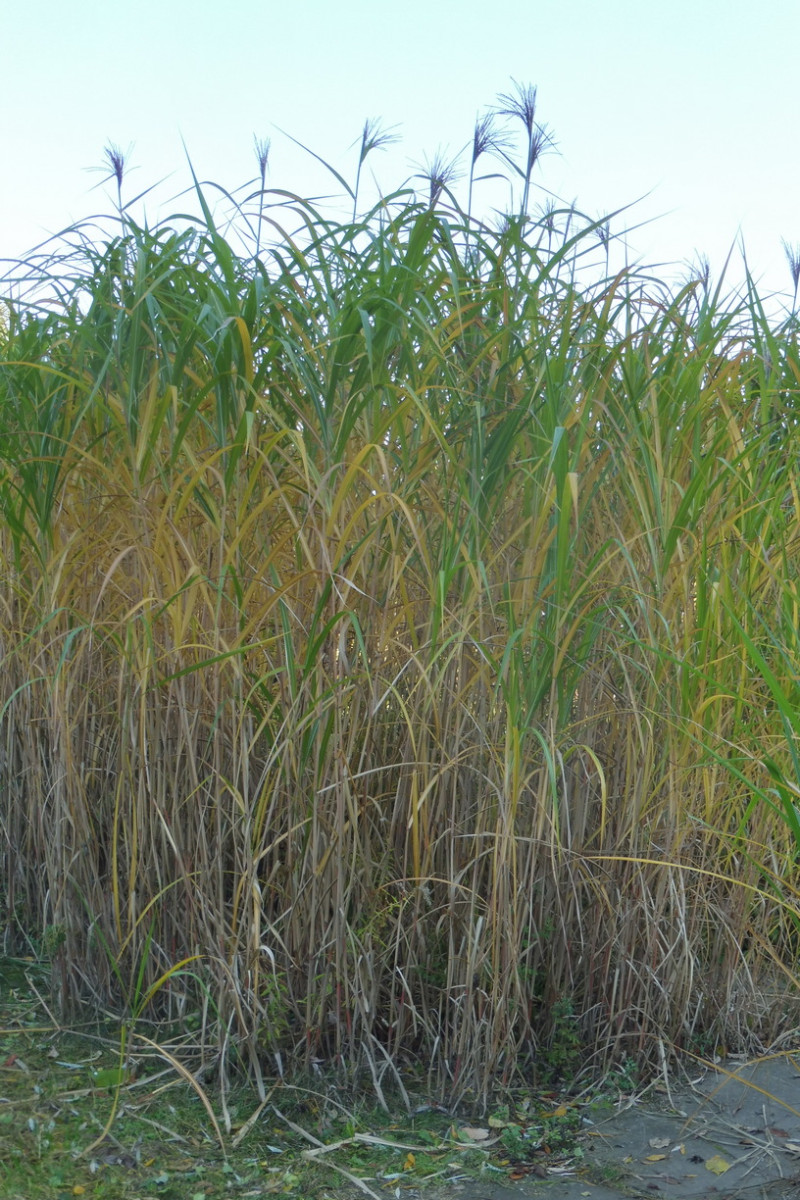 Miscanthus x giganteus Riesen-Chinaschilf 1.JPG