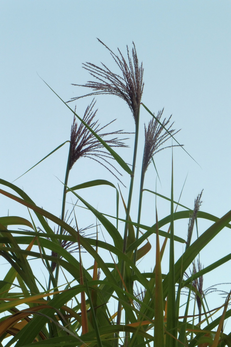 Miscanthus x giganteus Riesen-Chinaschilf 2.JPG