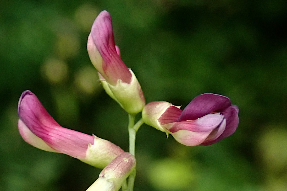 Vicia dumetorum-d_07-2022.jpg