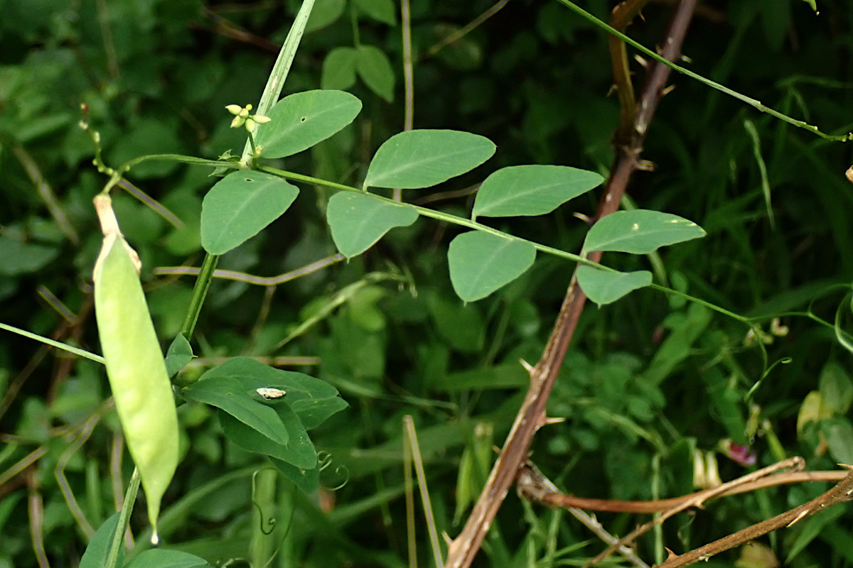 Vicia dumetorum-e_07-2022.jpg