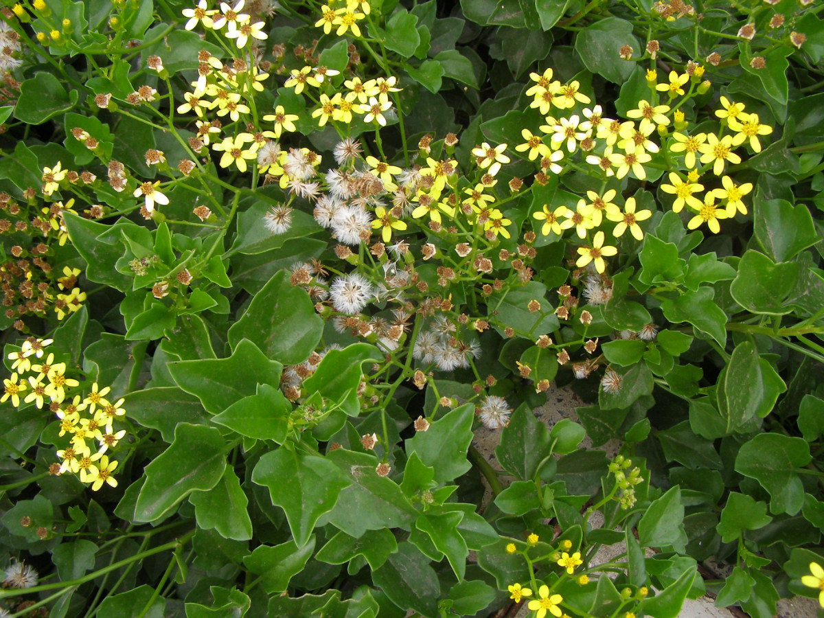 Senecio mikanioides.JPG