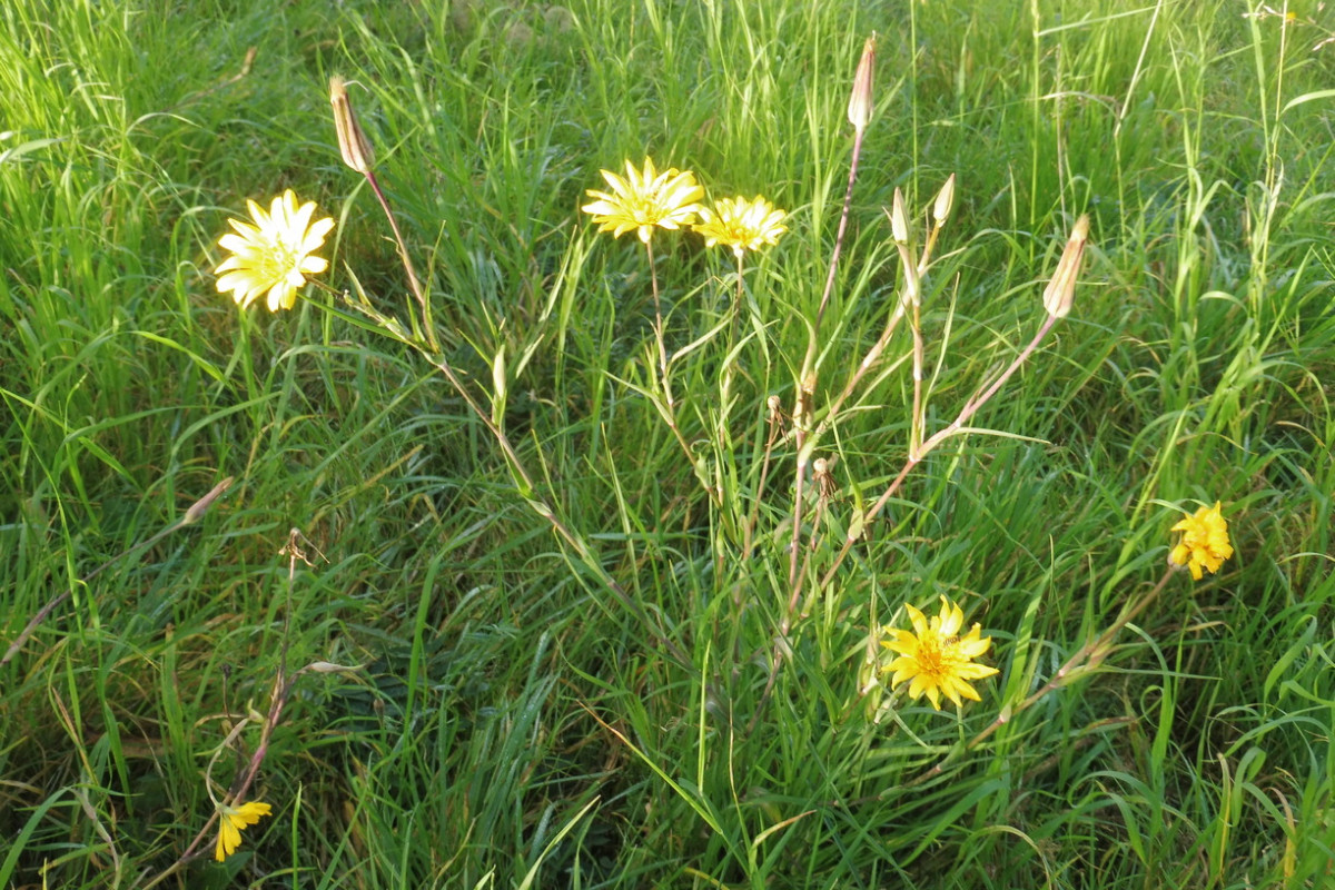 Tragopogon orientalis (Ansaat) 1.JPG