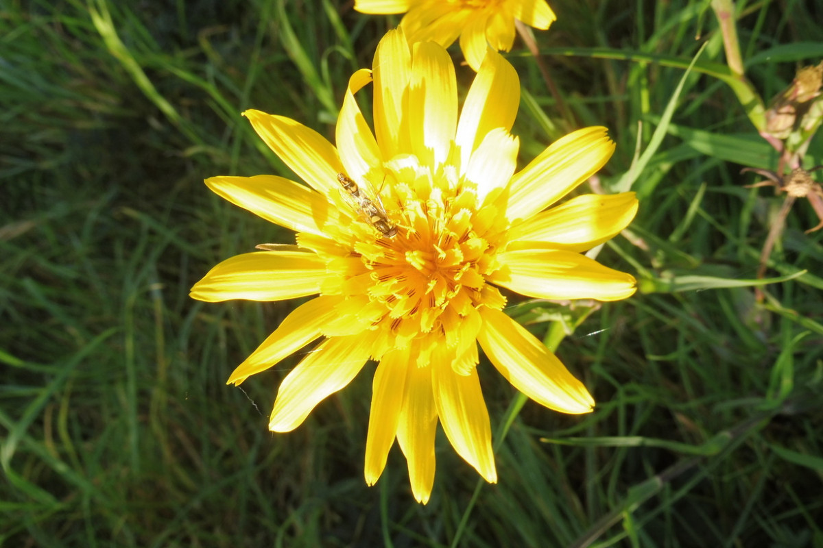 Tragopogon orientalis (Ansaat) 2.JPG