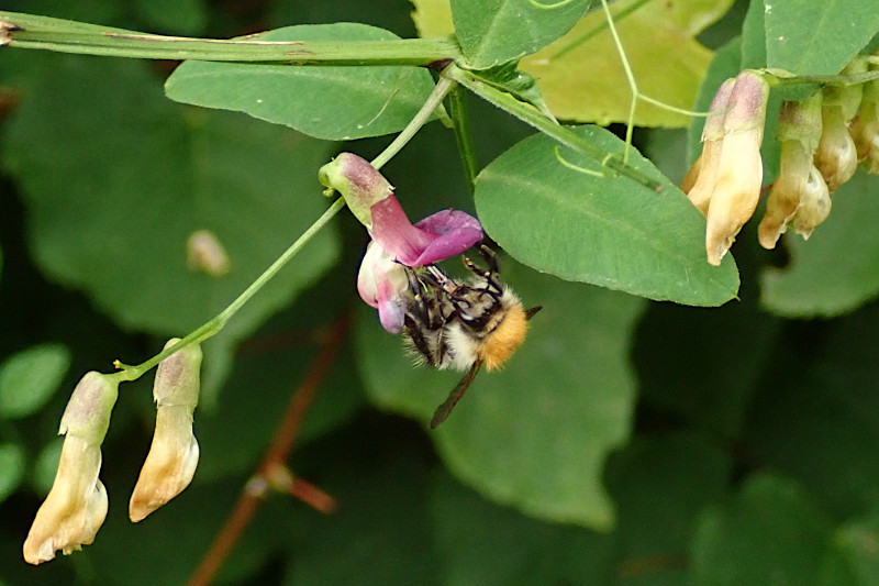 cf. Anthophora aestivalis-b Gebänderte Pelzbiene_07-2022.jpg