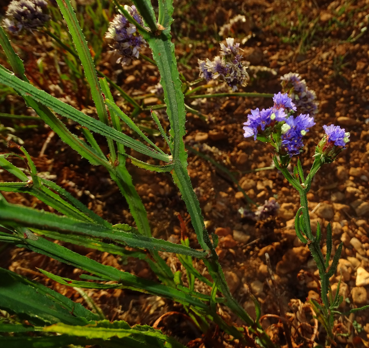 Limonium sinuatum (2).JPG