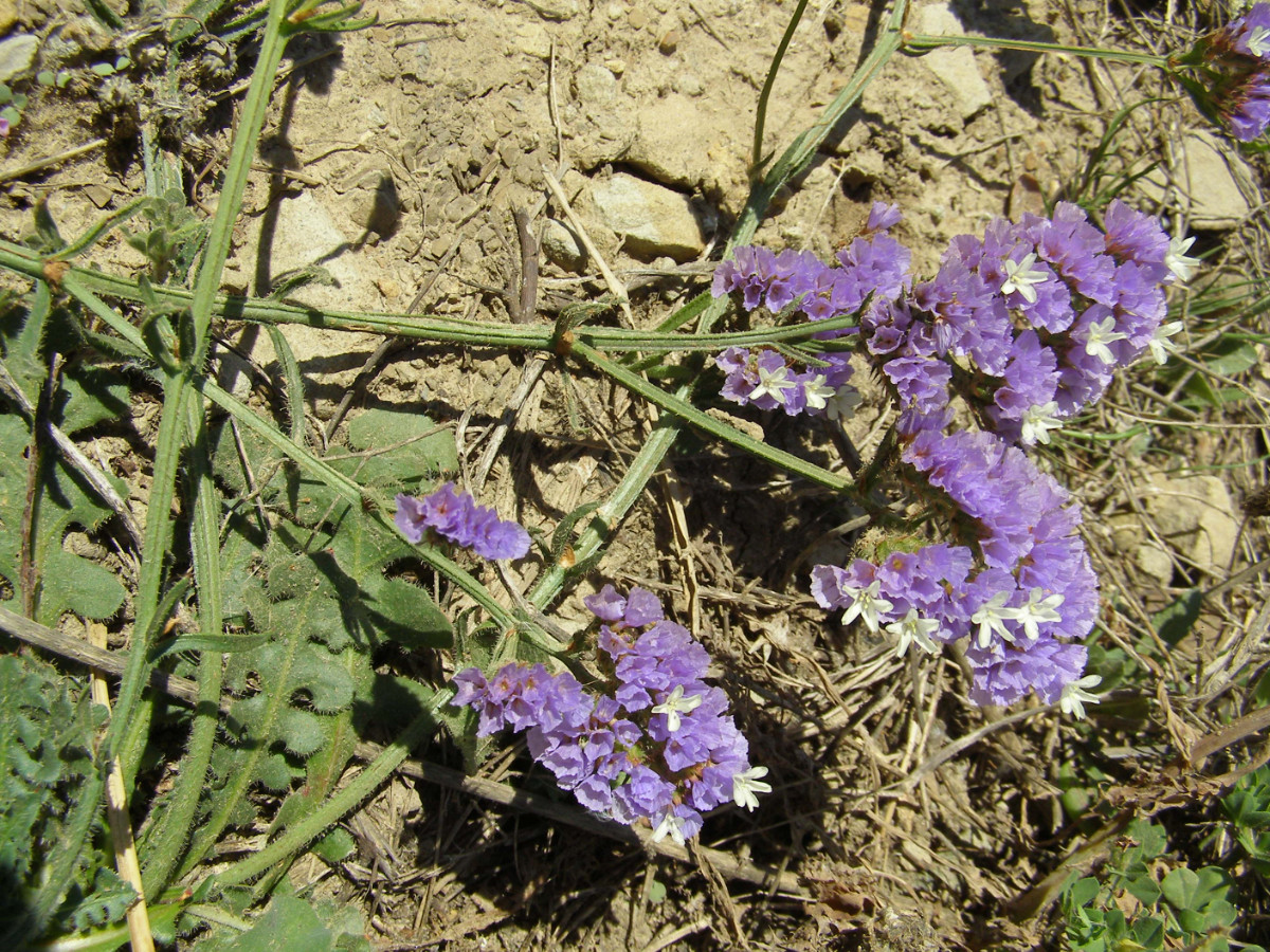 Limonium sinuatum.JPG