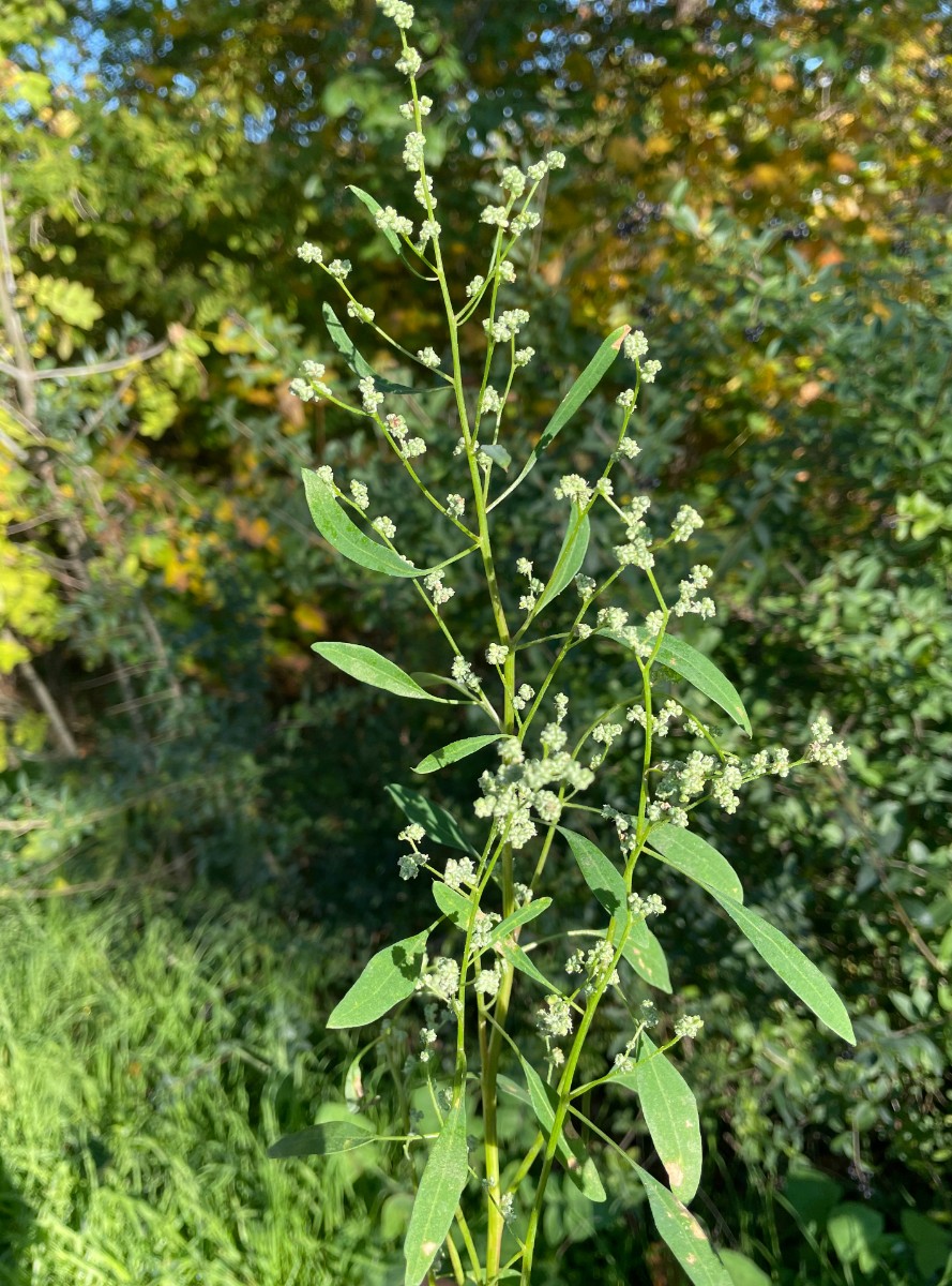 Chenopodium album var pedunculare Stuttgart Löwentor I1.jpg