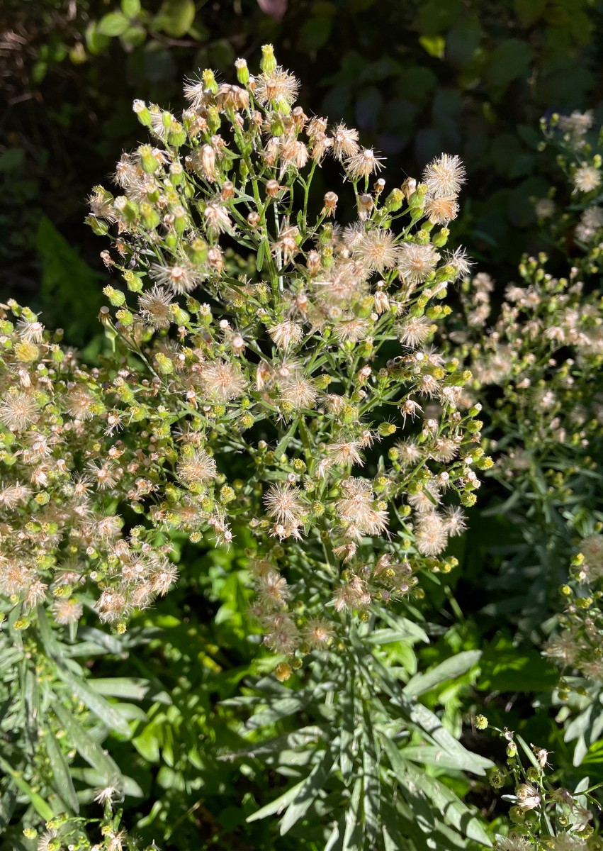 Erigeron sumatrensis x canadensis Stuttgart Löwentor I2.jpg