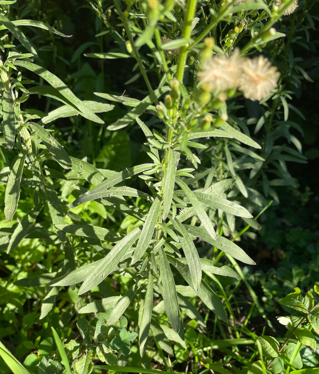 Erigeron sumatrensis x canadensis Stuttgart Löwentor I3.jpg